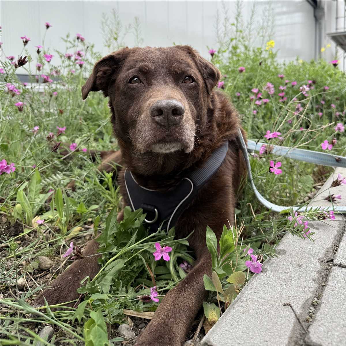 Barney - Labrador Retriever - Bild 3