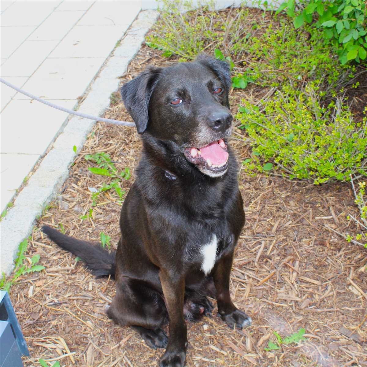 Gustl - Labrador Retriever - Bild 3