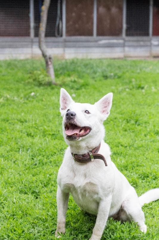 Timmy - Deutscher Schäferhund - Bild 4