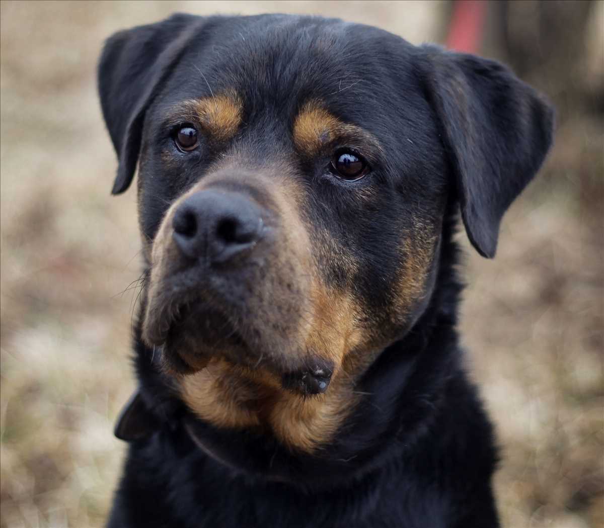 Rottweiler Jack