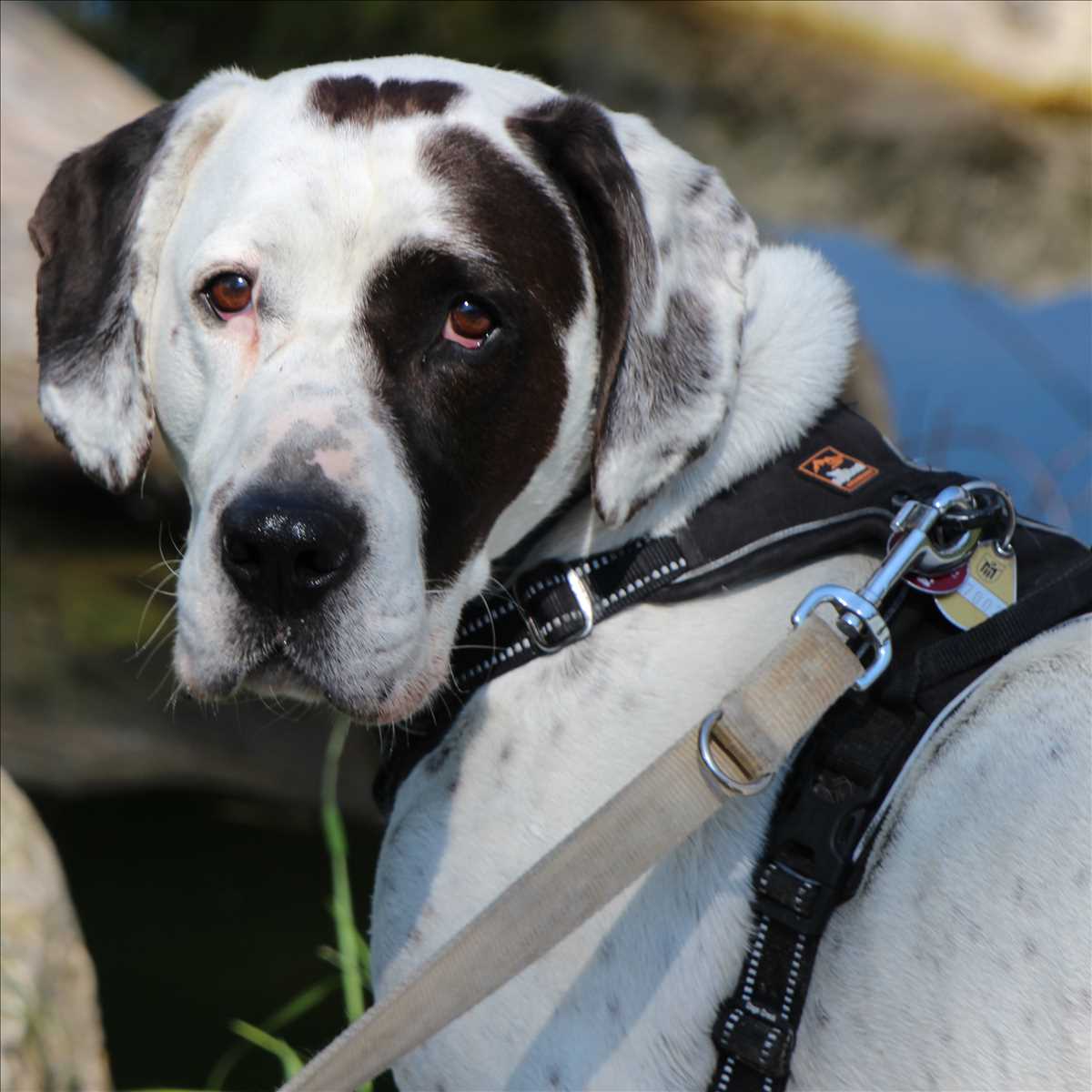 Englische Bulldogge Josef