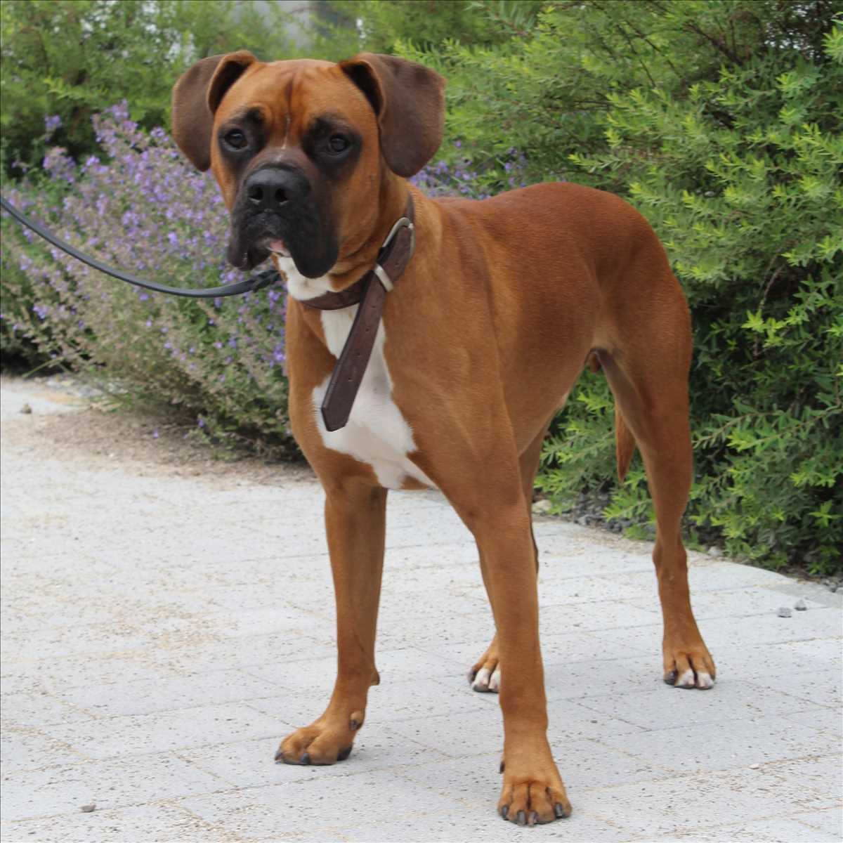 Deutscher Boxer Rufus