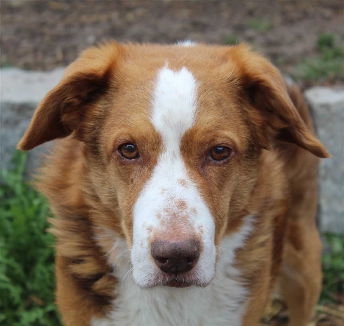 PAUL - Australian Shepherd - Bild 2