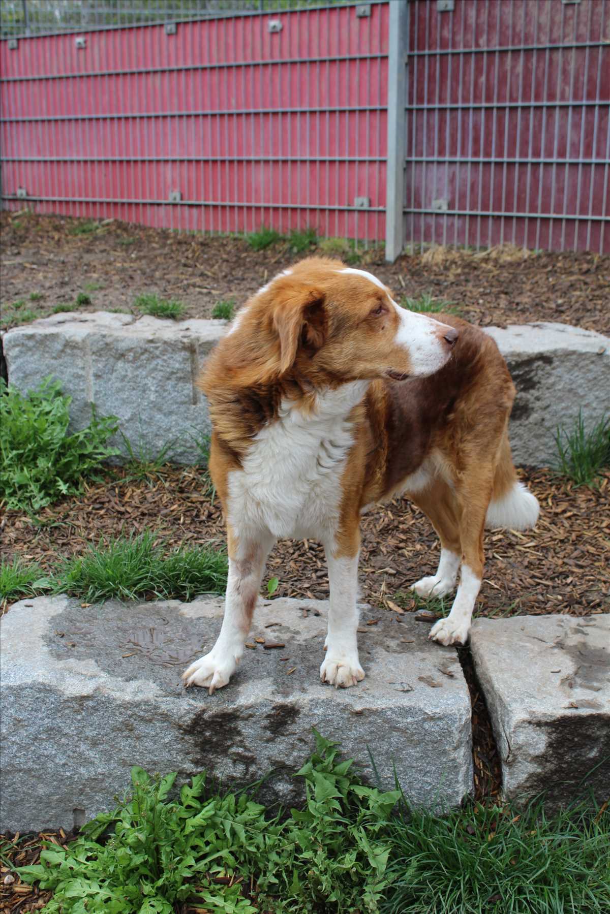 PAUL - Australian Shepherd - Bild 4