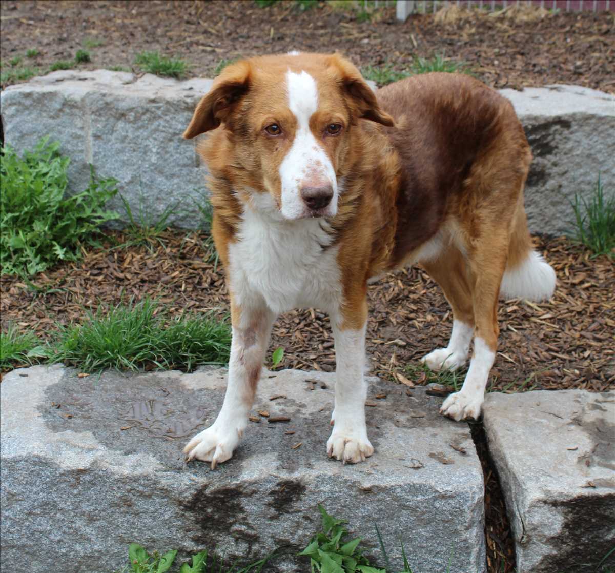 Australian Shepherd-Mix PAUL