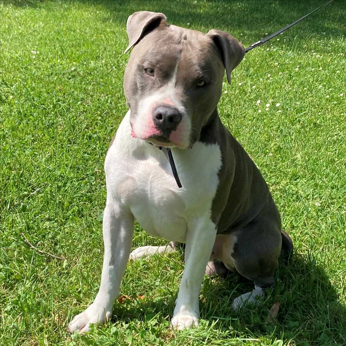 American Staffordshire Terrier-Mix Bubbles