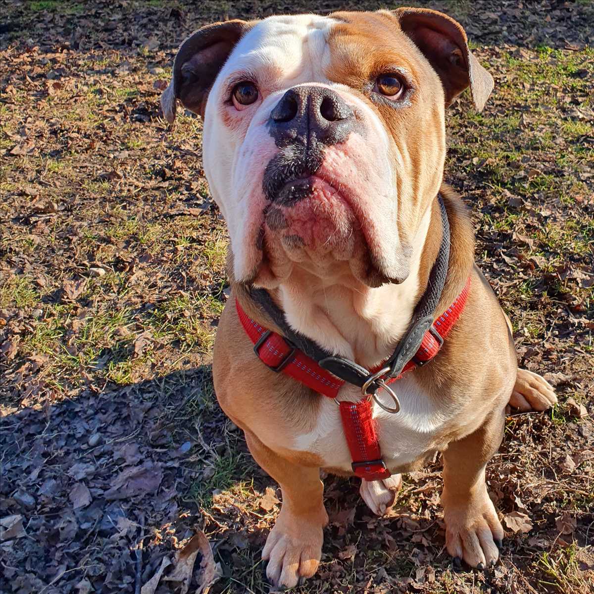 Englische Bulldogge Friedrich