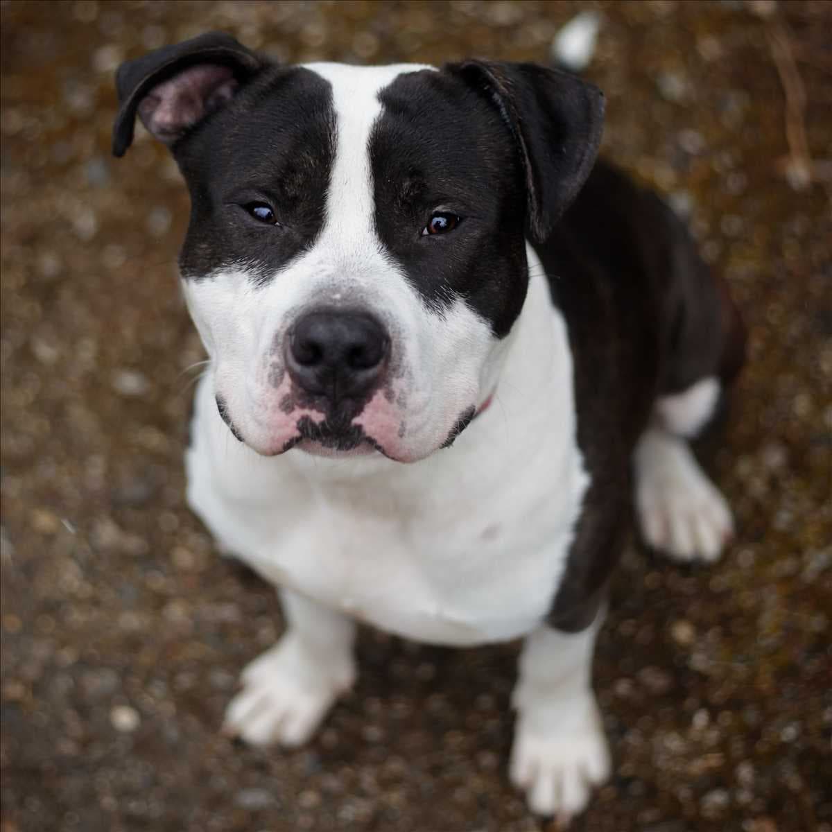 American Staffordshire Terrier-Mix Arlo