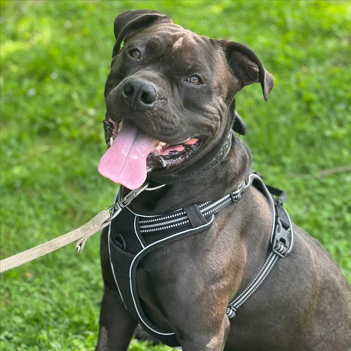 Lino - Cane Corso Italiano - Bild 2