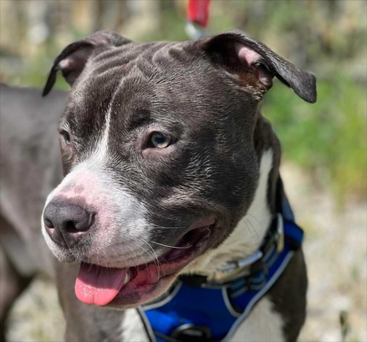 American Staffordshire Terrier ASTOR