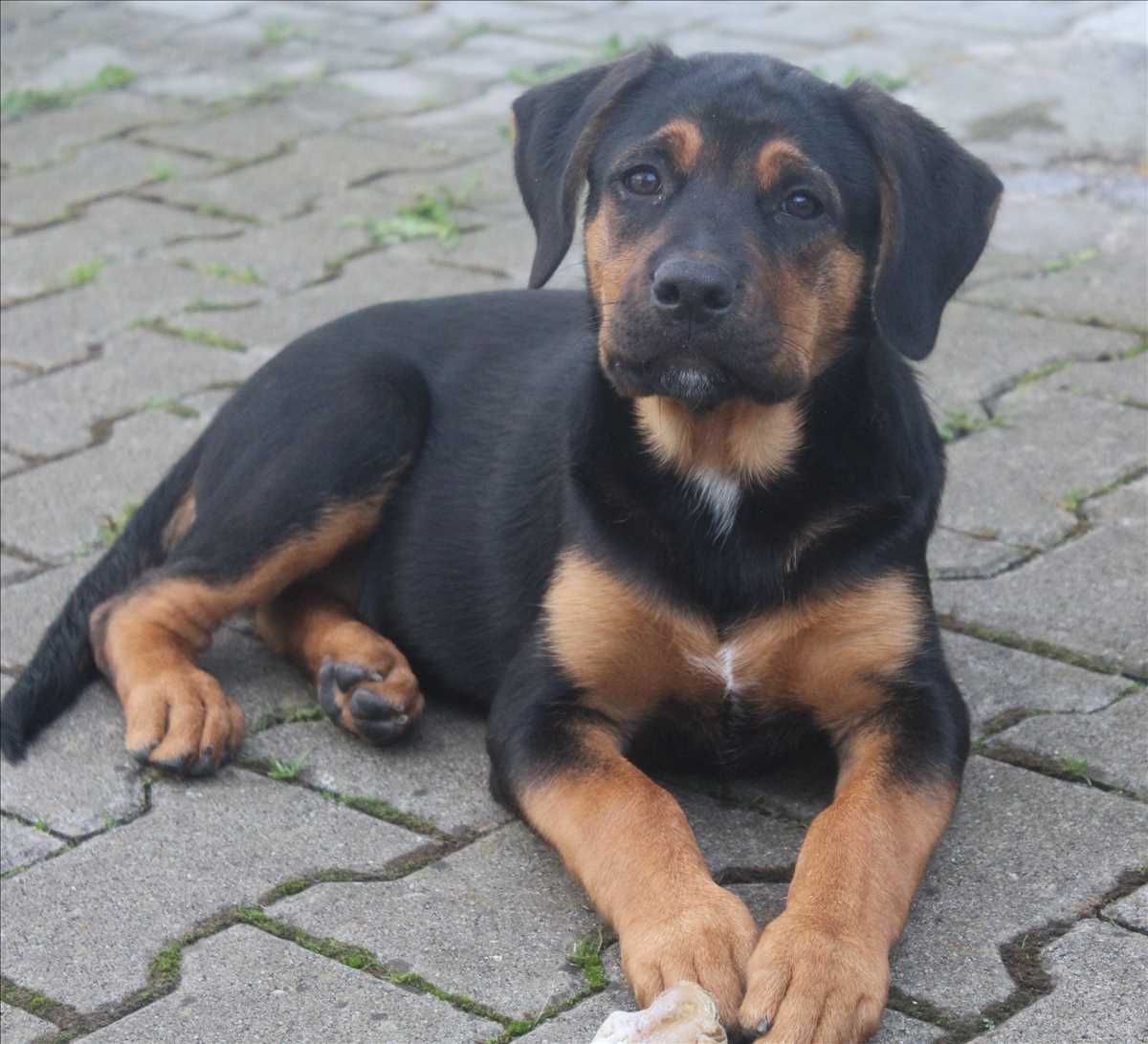 Lila - Rottweiler - Bild 2