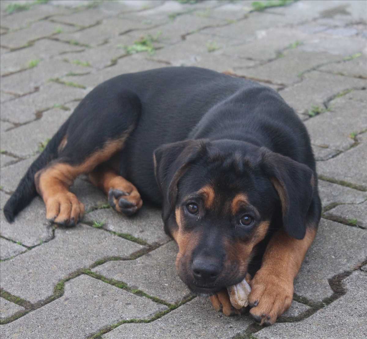 Lila - Rottweiler - Bild 3