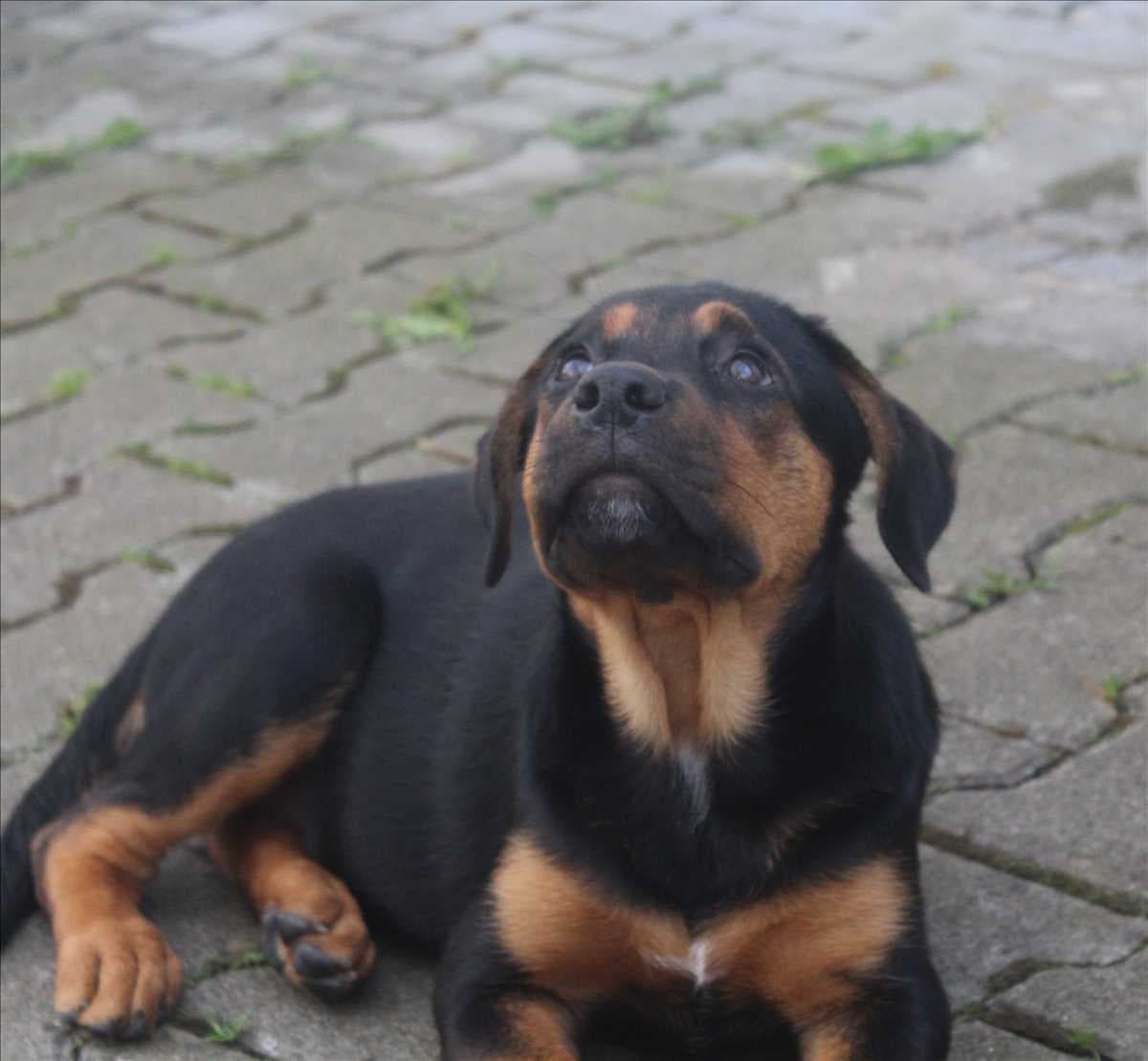 Rottweiler-Mix Lila