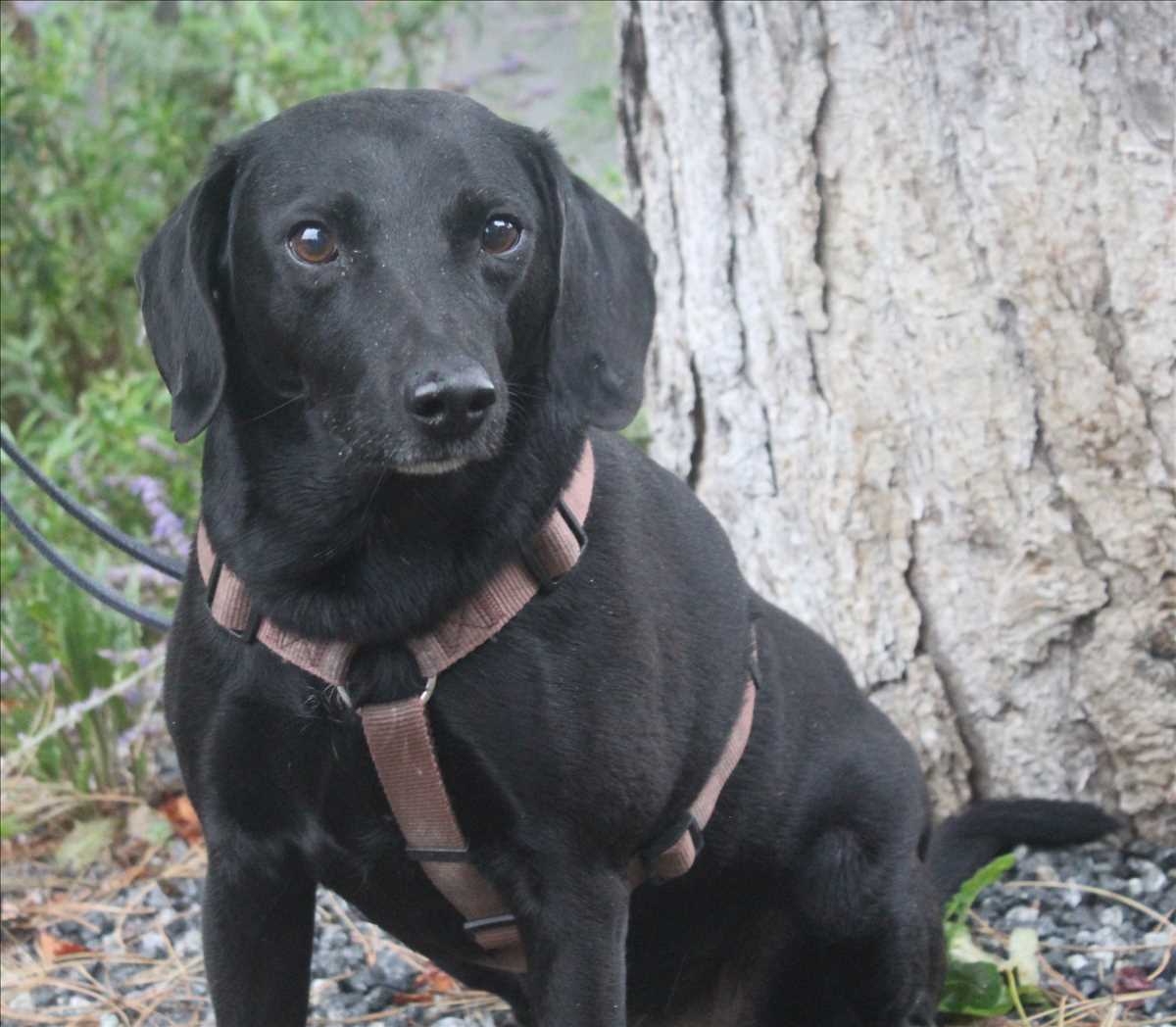 Dackel, Beagle, Labrador Retriever Olly