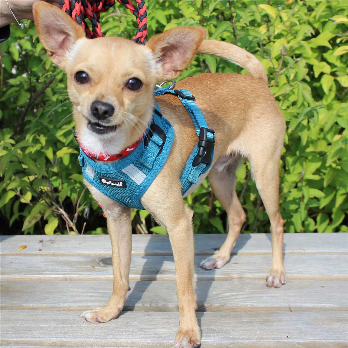 Chihuahua, Deutscher Pinscher Micky