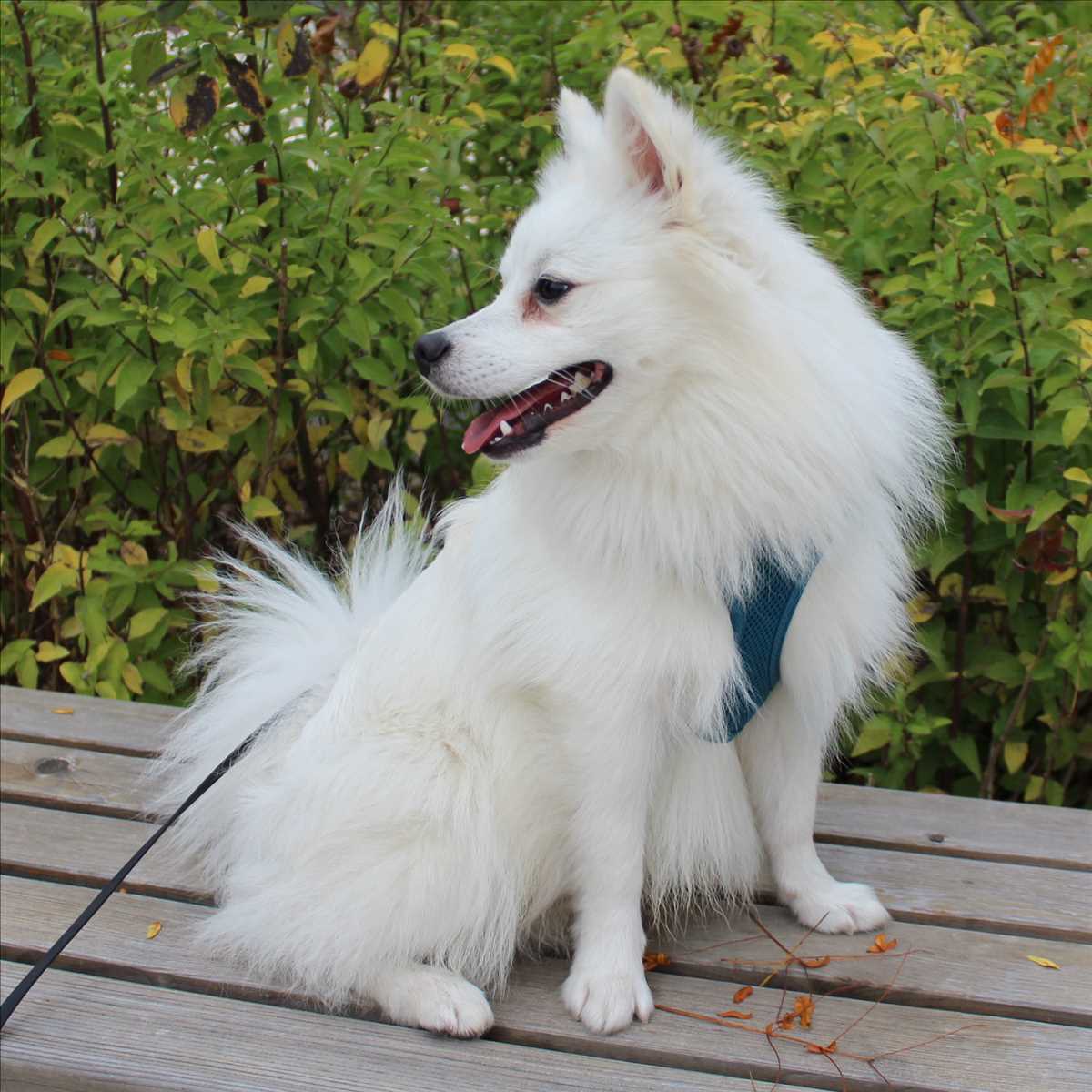 Deutsche Spitze Chicco