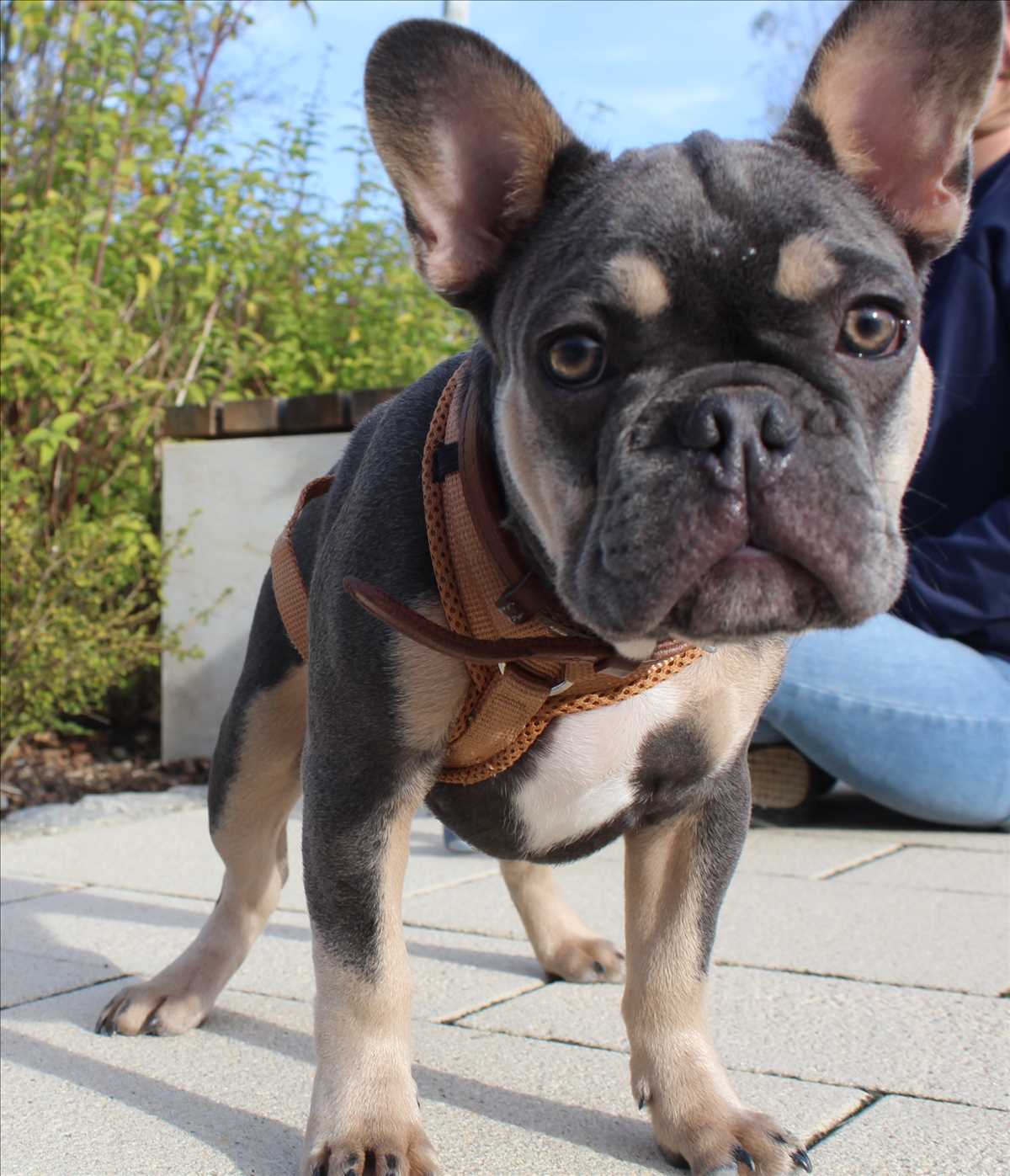 Hippo - Französische Bulldogge - Bild 2