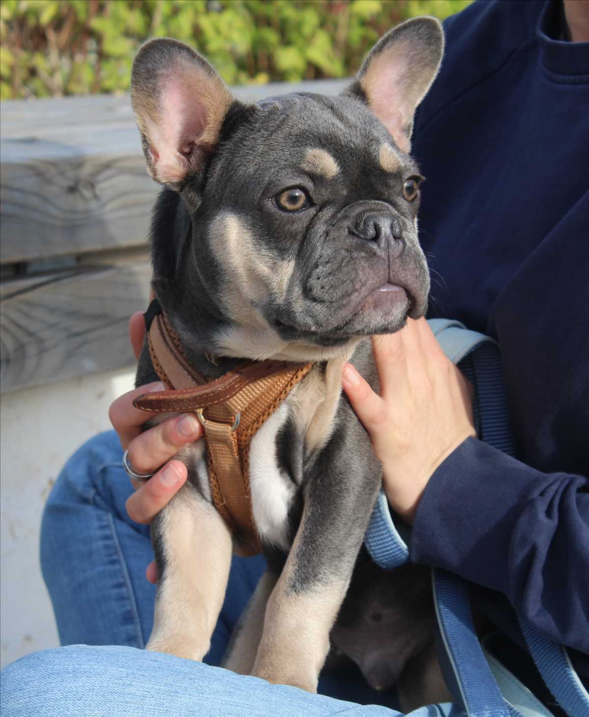 Französische Bulldogge Hippo