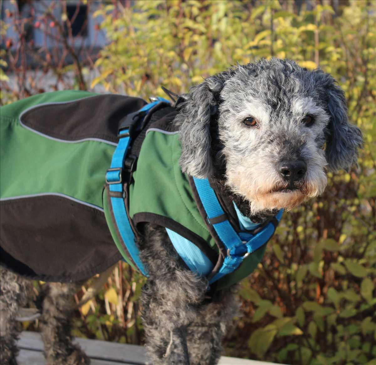 Rex - Pudel - Bild 2