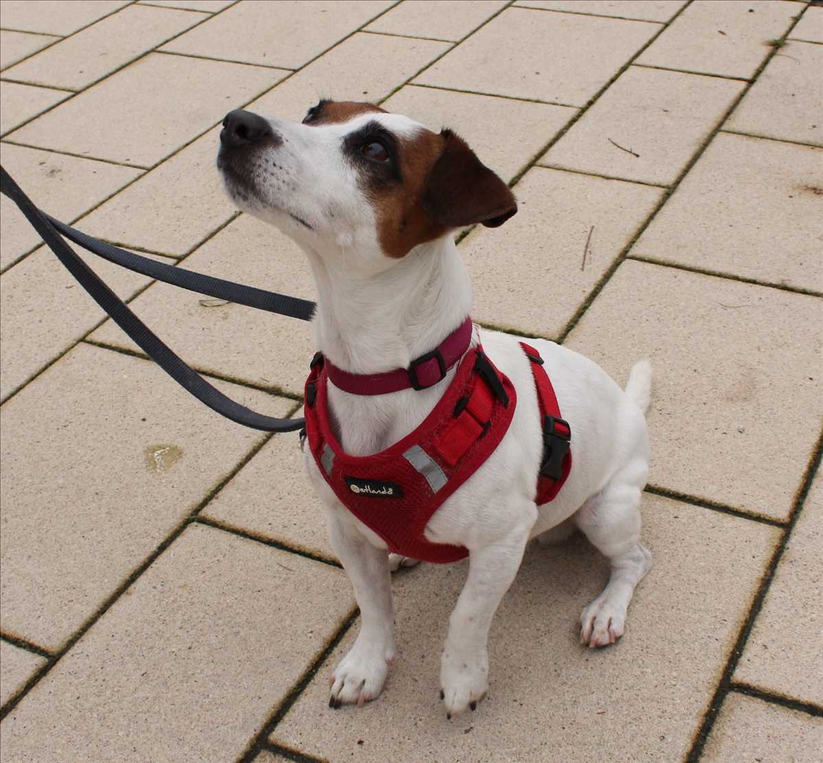 Jack Russell Terrier LUCKY