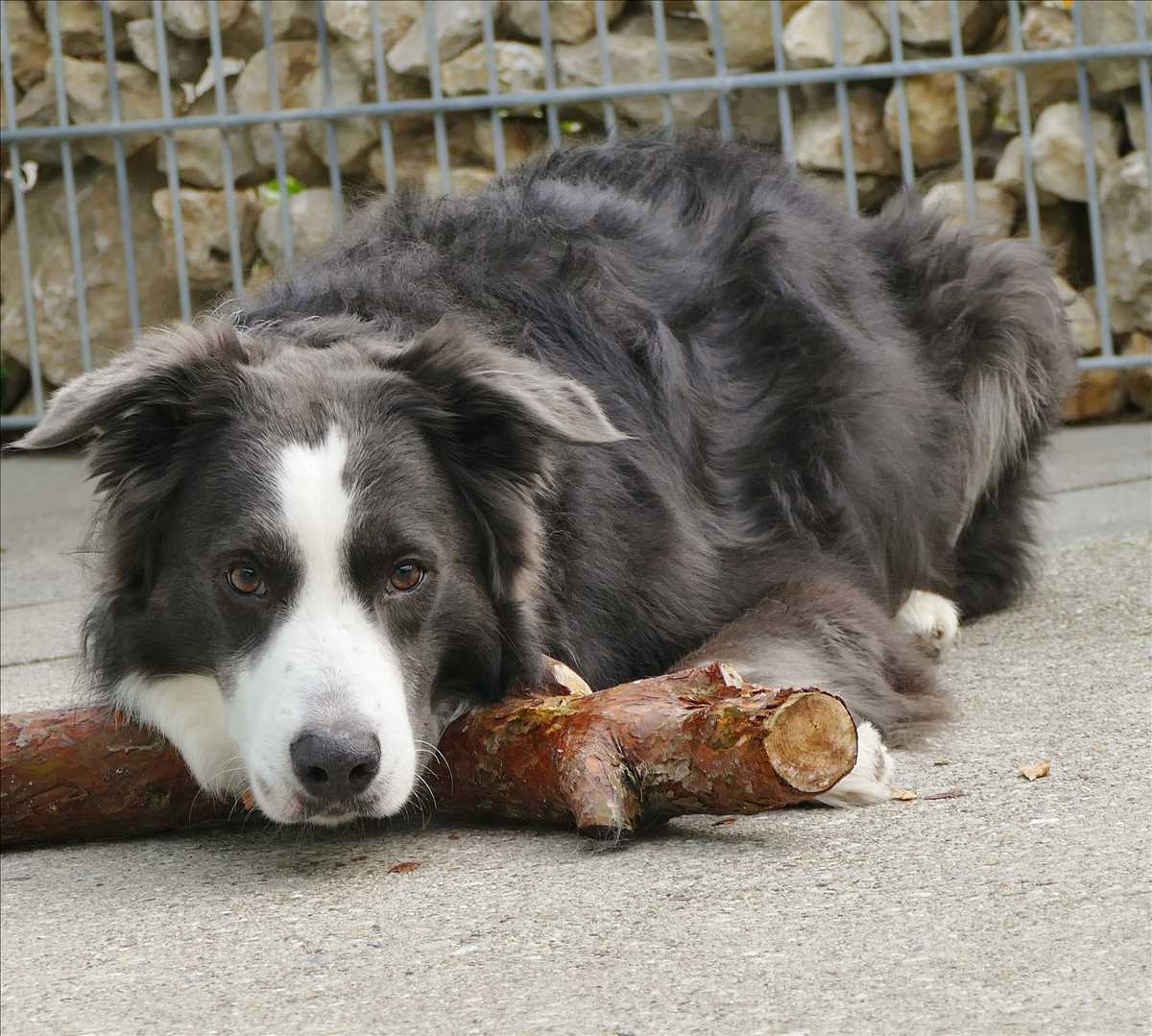 MILOW - Border Collie - Bild 3