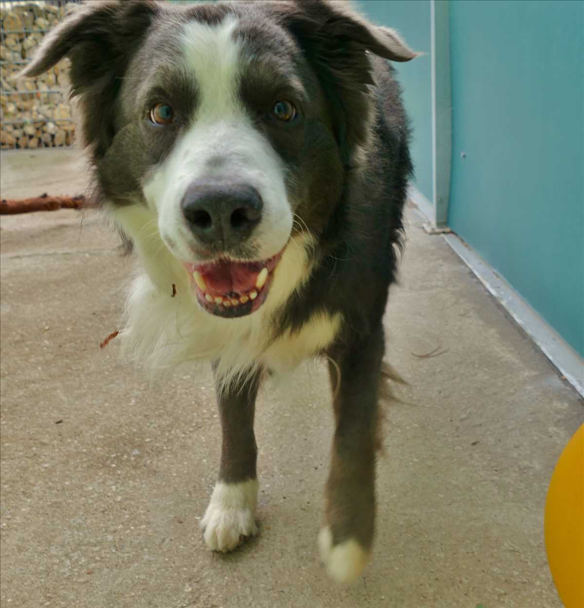 Border Collie-Mix MILOW