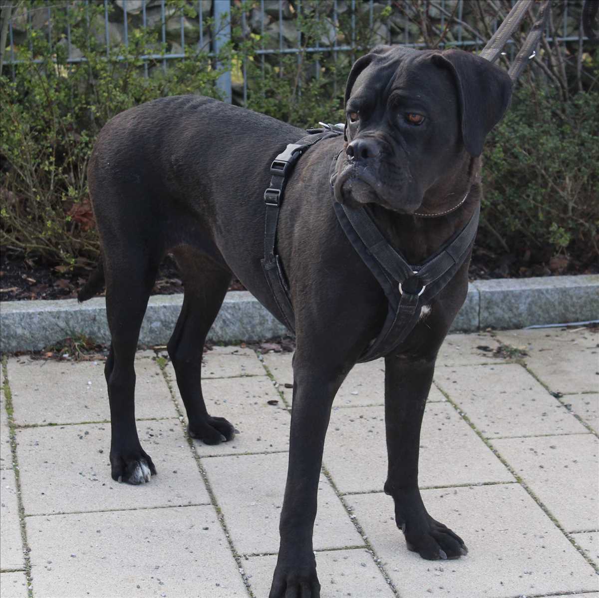 Cane Corso Italiano-Mix Shakira