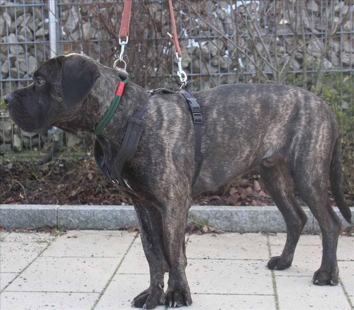 Cane Corso Italiano-Mix Boyka