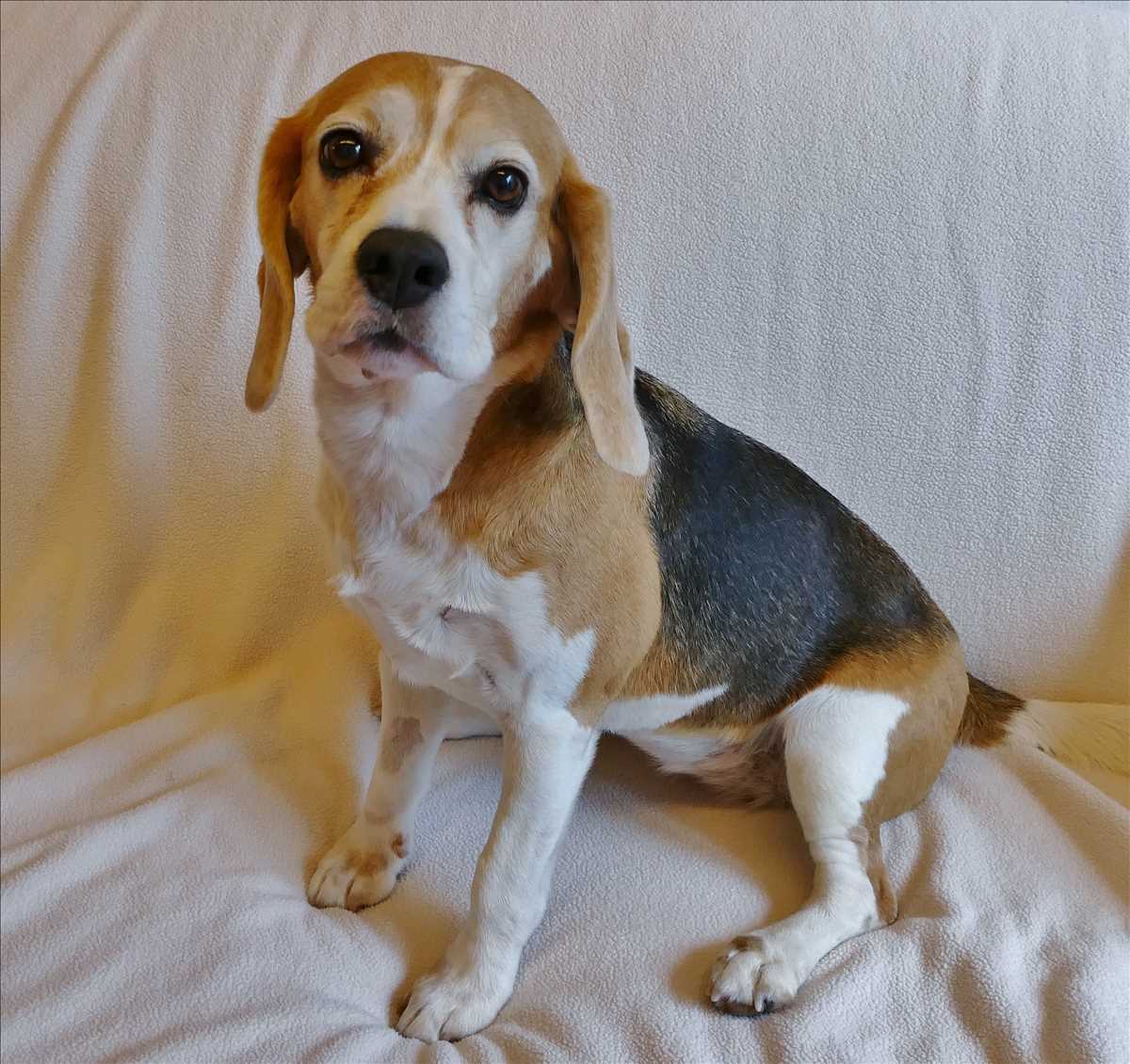 Beagle Fundhündin