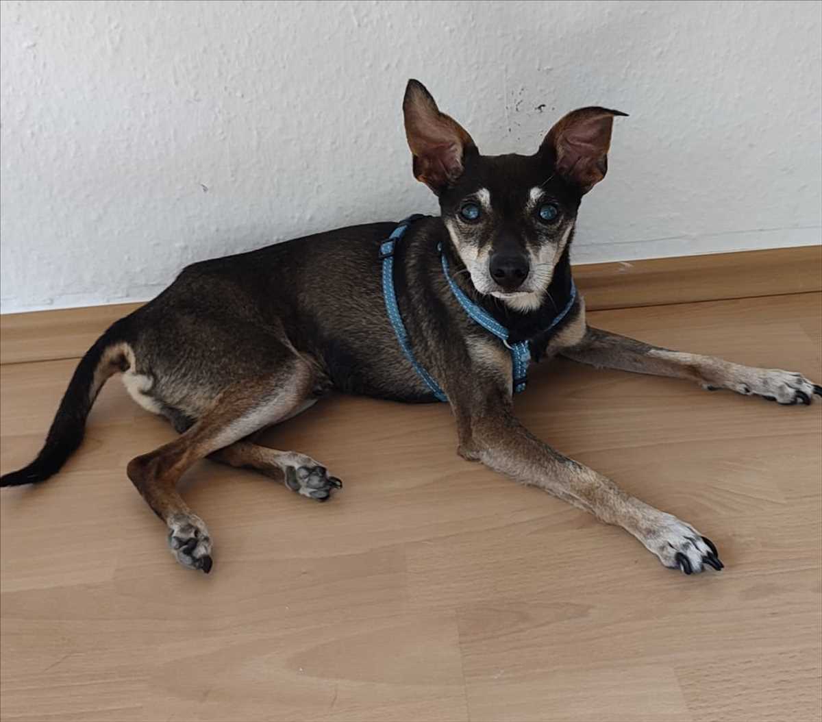Deutscher Pinscher HERMANN