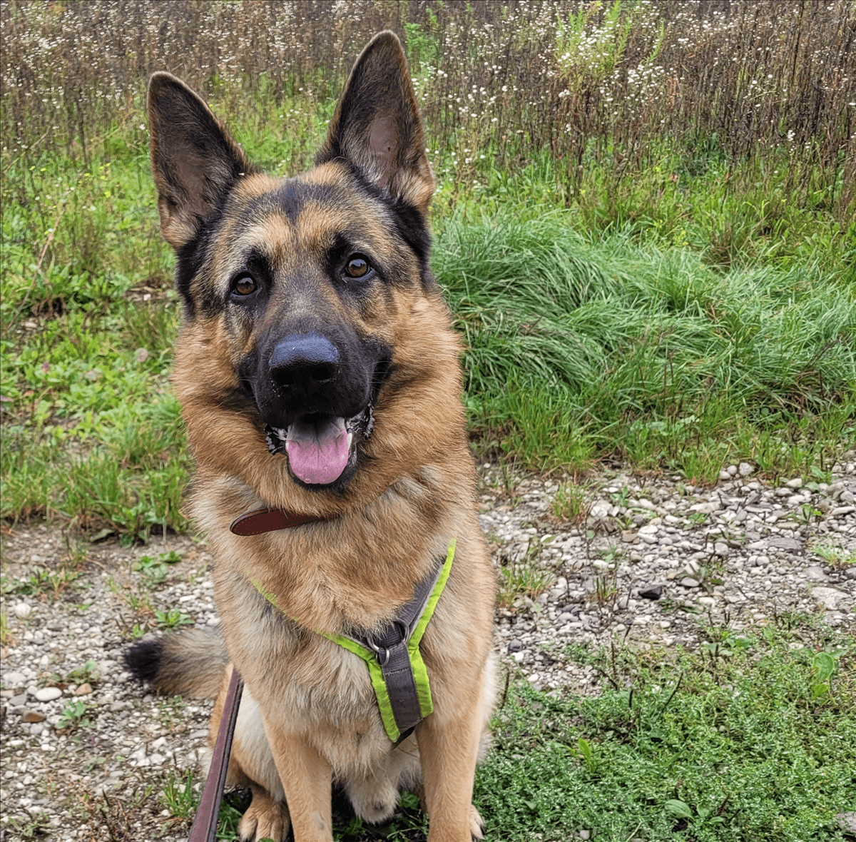 Deutscher Schäferhund MYLO