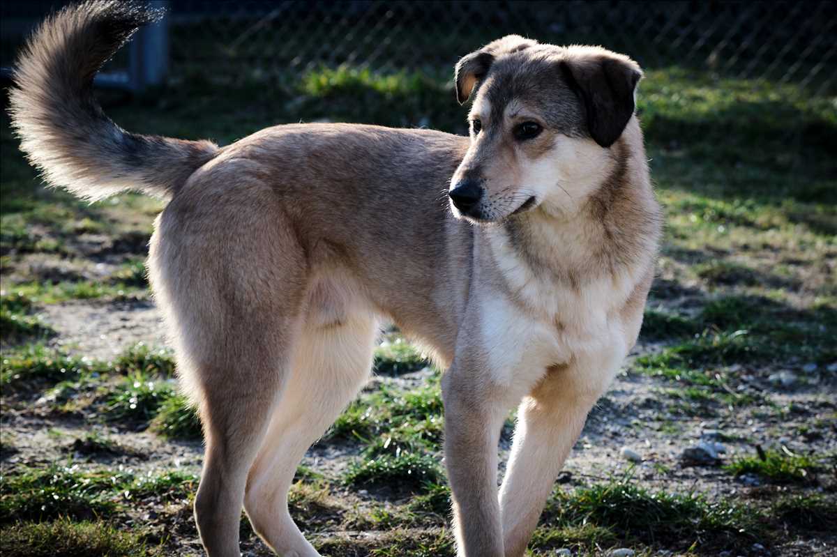 Deutscher Schäferhund-Mix Moritz