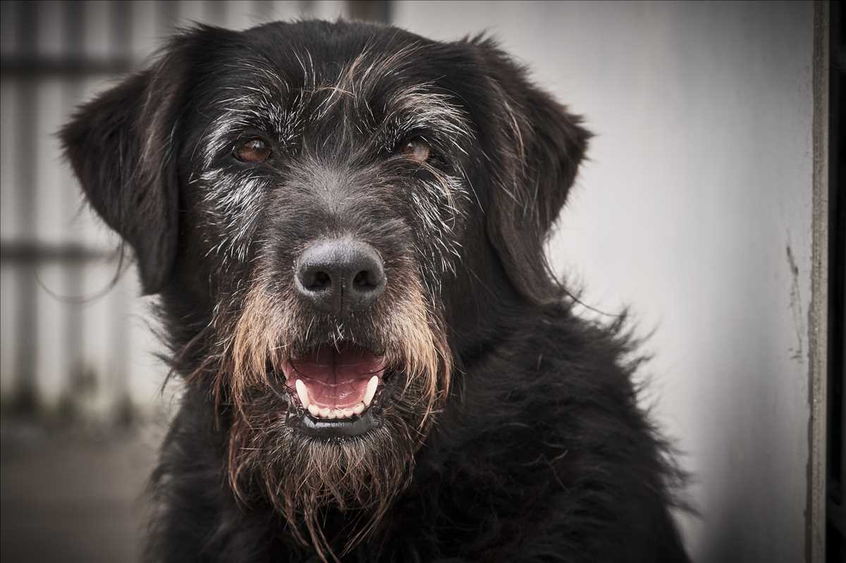 Riesenschnauzer-Mix Betty