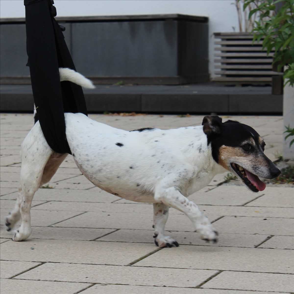 Wanda - Jack Russell Terrier - Bild 3