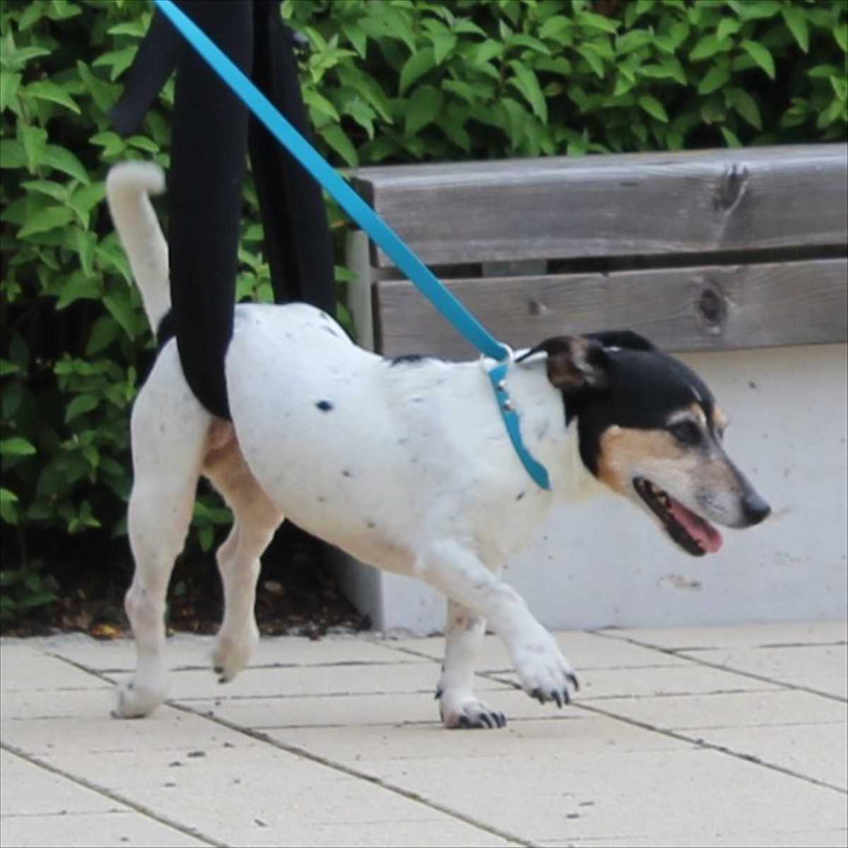 Wanda - Jack Russell Terrier - Bild 2