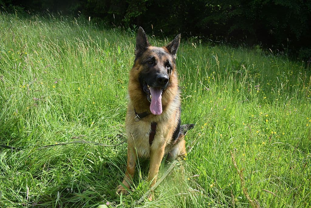 Nicko - Deutscher Schäferhund - Bild 11