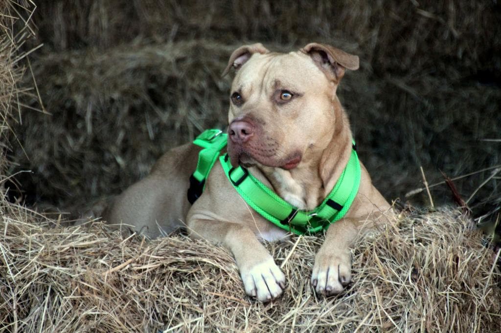 Ace - American Staffordshire Terrier - Bild 1