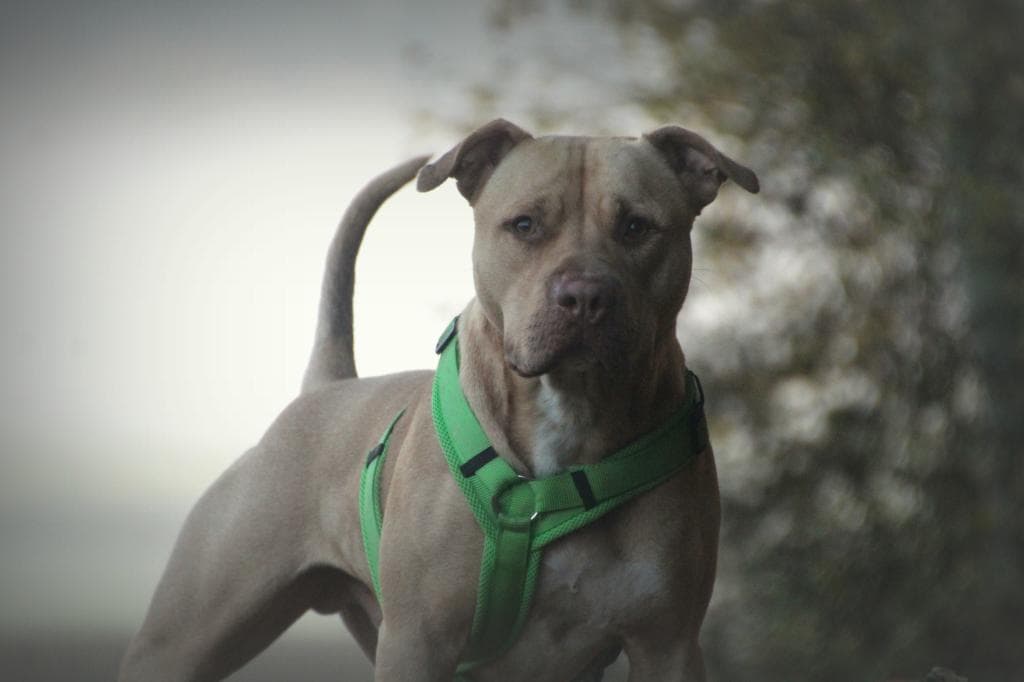 Ace - American Staffordshire Terrier - Bild 9