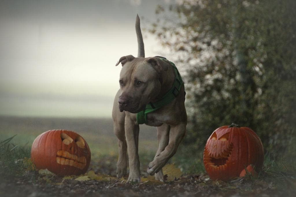 Ace - American Staffordshire Terrier - Bild 11