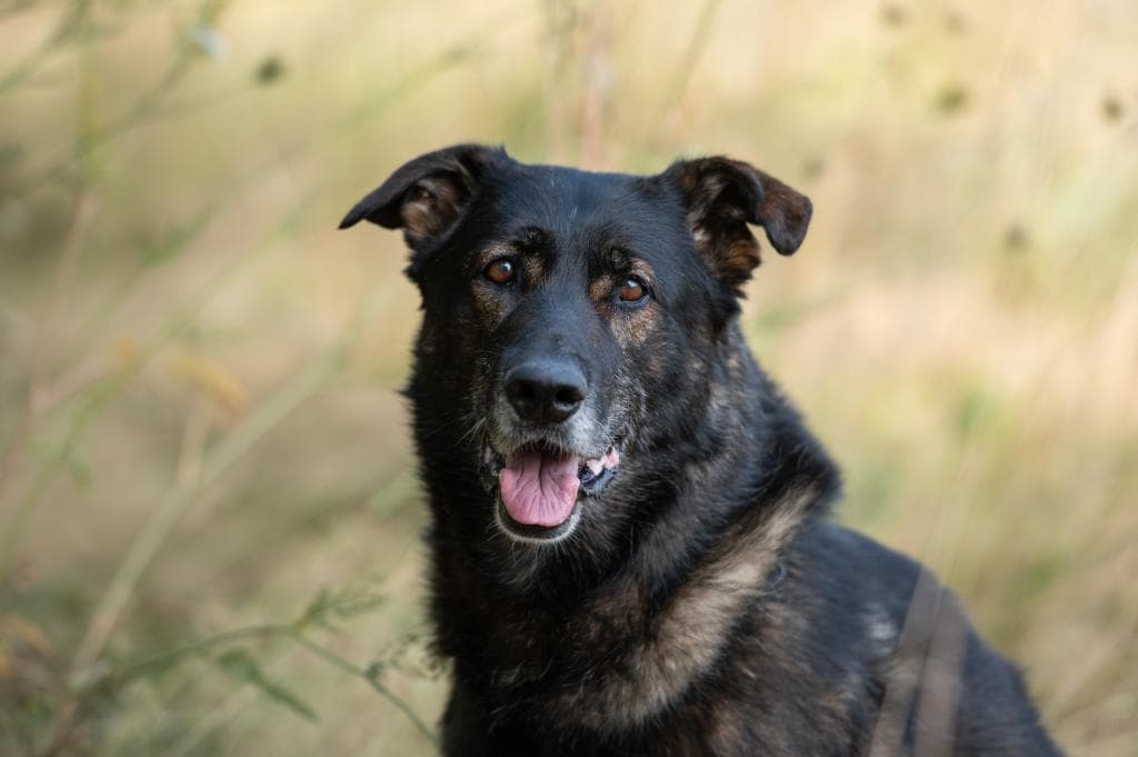 Xaverl - Deutscher Schäferhund - Bild 1