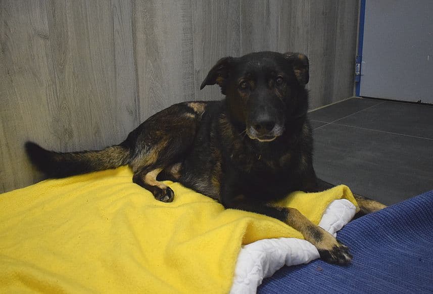 Xaverl - Deutscher Schäferhund - Bild 3