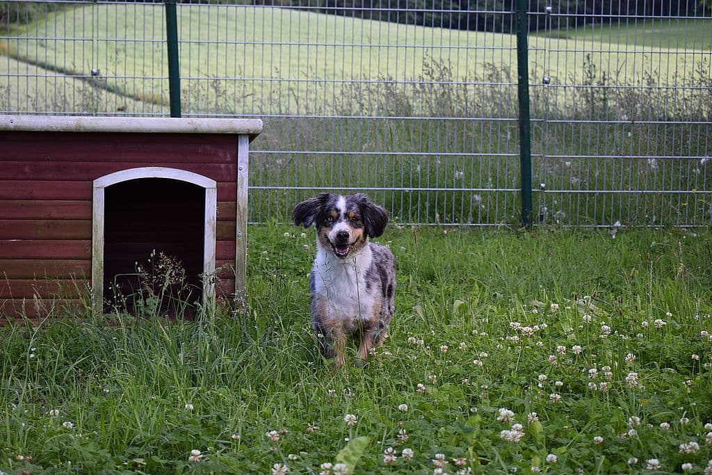 Candy - Australian Shepherd - Bild 3