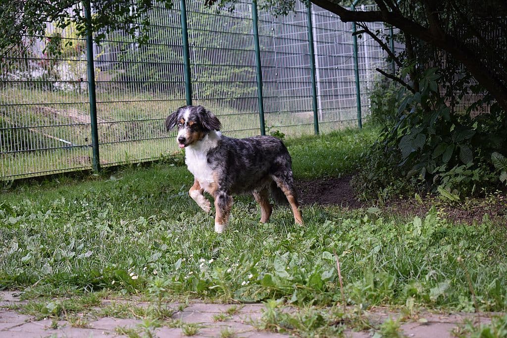 Candy - Australian Shepherd - Bild 5