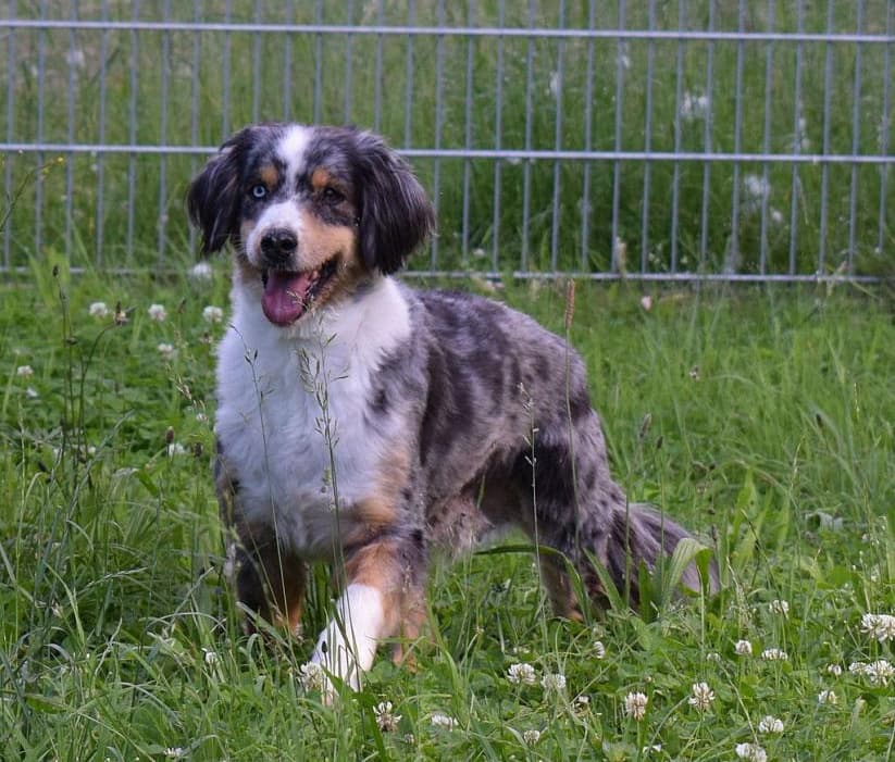 Australian Shepherd Candy