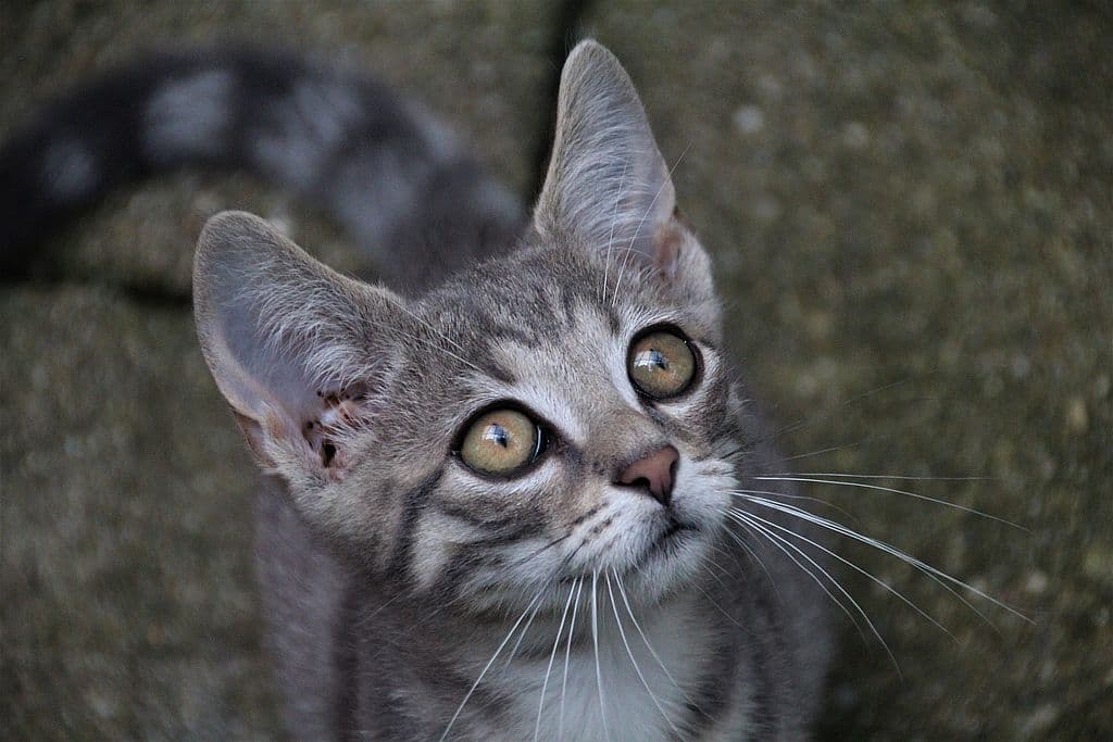 Benjamin -  - Bild 1