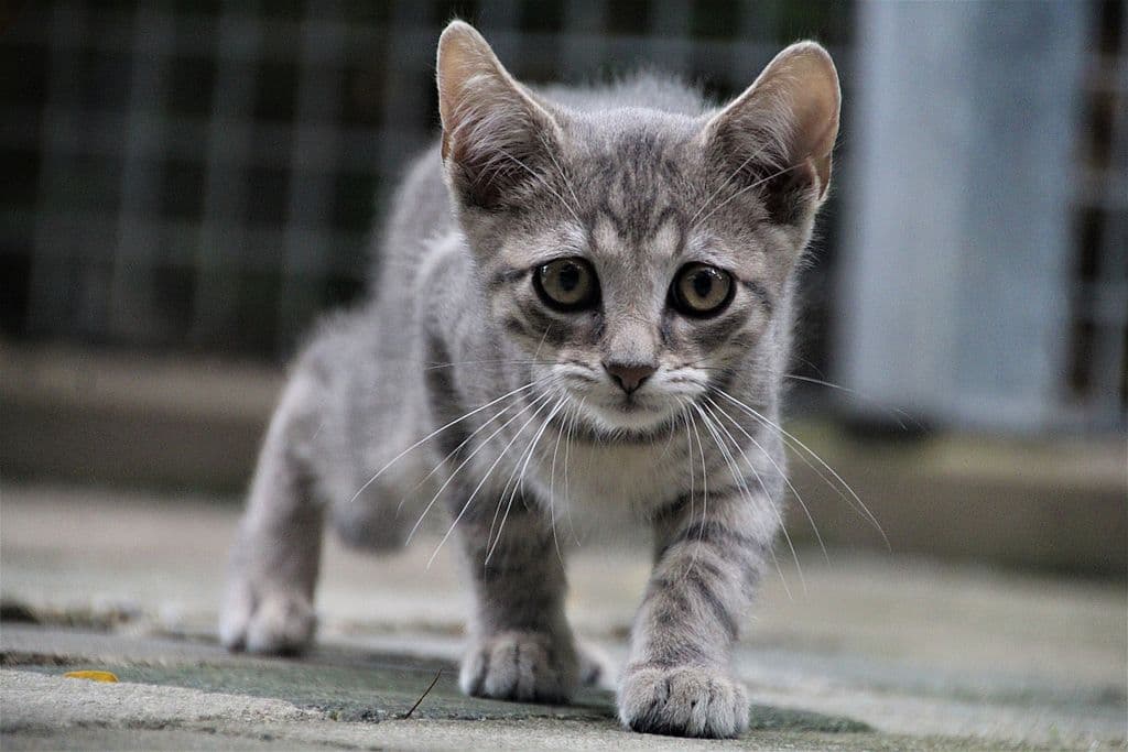 Benjamin -  - Bild 5