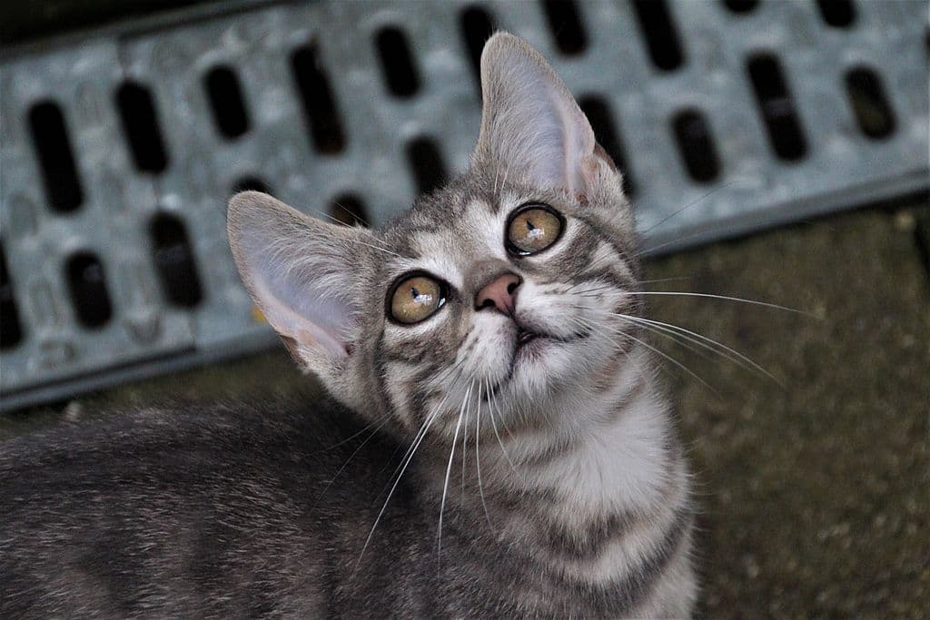 Benjamin -  - Bild 9