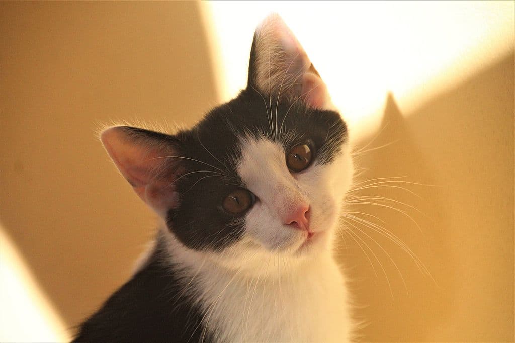 Findus -  - Bild 3