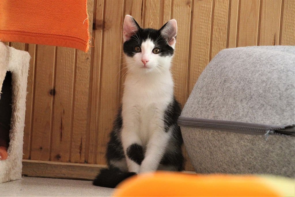 Findus -  - Bild 1