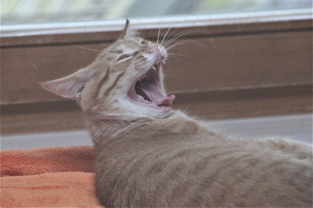 Finn -  - Bild 3